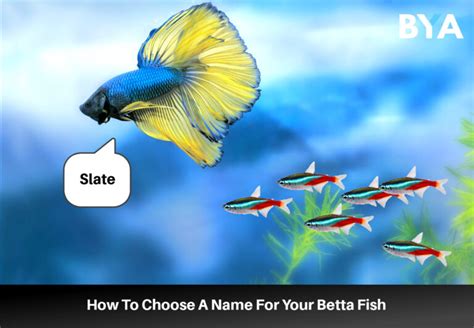 beta fish names|1500+ Betta Fish Names For Any Color, Gender, Tail Type .